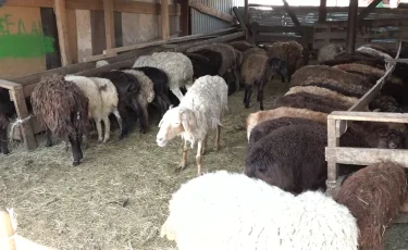 Үкімет тері мен жүнді кәдеге жаратпақ