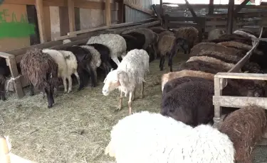 Үкімет тері мен жүнді кәдеге жаратпақ