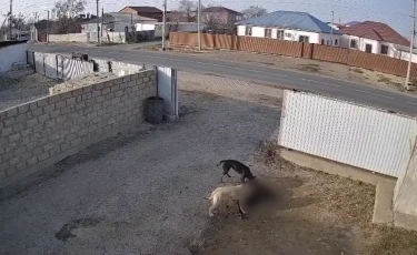 Қарасай ауданында егде жастағы әйелді қаңғыбас ит талап тастады