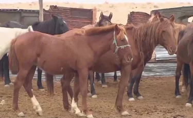 Карантин жарияланды: Атырау облысында ірі қара мал арасында қауіпті жұқпалы ауру тарады