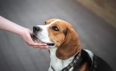 Ампутация всех конечностей: женщина пострадала после того, как собака её облизала