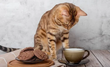 Каких людей не переносят кошки: эксперты назвали 6 типов