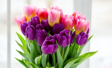 Алаяқтардың жаңа айласы: 8 наурыз қарсаңында арзан гүлге алданбаңыз