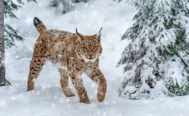Ночной хищник: рысь забралась на крышу хозяйственной постройки и перепугала сельчан