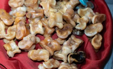 Роботы играют в асык: в Уральске стартовал необычный турнир