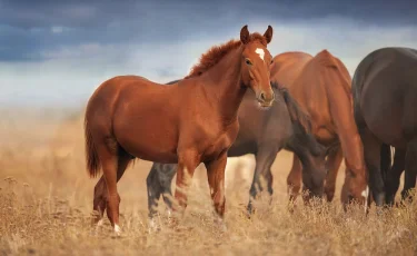 Продавал чужих лошадей: в Акмолинской области расследуют пропажу скота с пастбищ