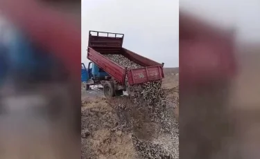 Пять тонн мертвого карася: в ЗКО зафиксирован массовый мор рыбы