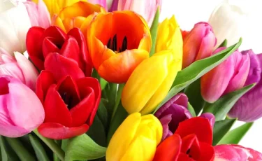 Гид для мужчин к 8 Марта: что означает каждый цвет тюльпана на языке любви