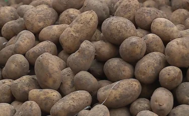 Елімізде картоп бағасы қай қалада арзан