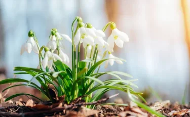 Срывать нельзя: в Казахстане напомнили о защите весенних цветов