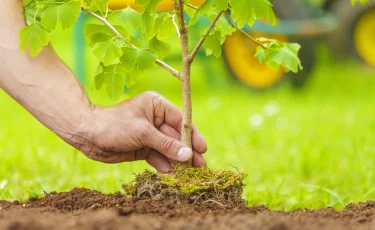 Посадка деревьев весной: пошаговое руководство и советы