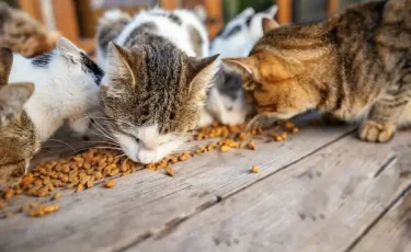 15 марта – Қайырымдылық күні: алматинский волонтёр Арсен Кабденов помогает бездомным животным