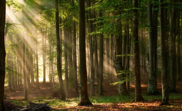 Грибной интернет: как леса общаются под нашими ногами