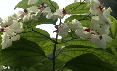 Редкое «дерево судьбы» из Западной Африки зацвело в ботаническом саду Петропавловска