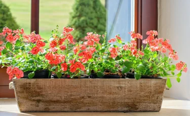 Сад на подоконнике: растения, которые невозможно погубить