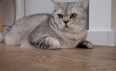 Почтальоны и композиторы: каким профессиям пытались обучить кошек