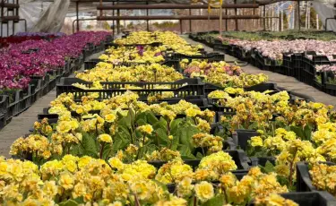 Eco Almaty усиливает контроль за озеленением и оформлением города цветами