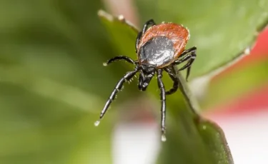 Весна пришла, проснулись клещи: что нужно знать, чтобы защититься от опасных укусов