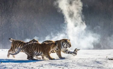 Россия передаст Казахстану амурских тигров для восстановления популяции