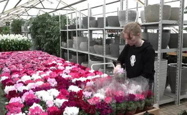 Nicole: елдегі ең ірі бақшада бөлме өсімдіктерінің екі мыңға жуық түрі дайындалды