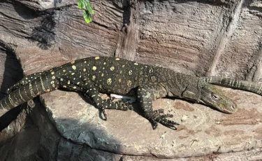 В Алматинском зоопарке поселились гигантские ящерицы из Новой Гвинеи
