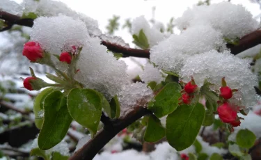 Будет снежным, но теплым: синоптики рассказали о погоде на ближайшие дни
