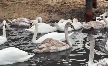 Маңғыстау облысында аққулардың өлексесі табылды