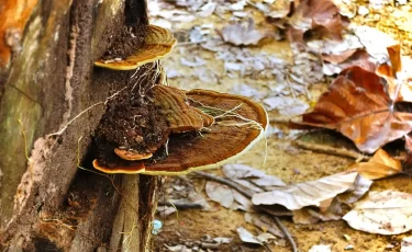 Весна, аллергия: врач назвала главные источники недомогания