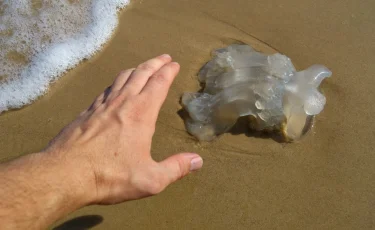 Турецкие пляжи под угрозой: у берегов Антальи появились опасные для человека медузы