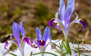 «Синие подснежники»: в предгорьях Алматы зацвели ирисы