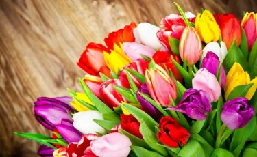 Дұрыс таңдай біліңіз: 8 наурызда қандай қызғалдақ сыйлау керек