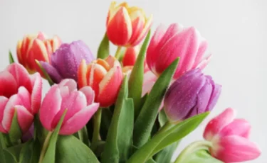 В Алматы определено 1150 торговых мест для продажи цветов к 8 Марта