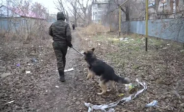 Дети боятся – родители переживают: в Уральске бродячие собаки превратили дворы в зону риска