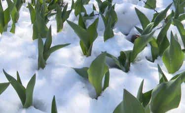 Өсімдіктерді қар басып қалды: Биыл «қызғалдақ астанасы» рекордтық көрсеткішті жаңарта ала ма