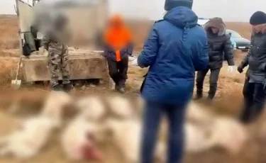 Полиция изъяла 14 туш сайги у браконьеров в Актюбинской области