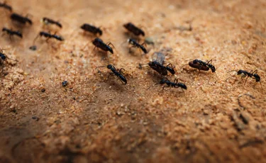 Биомиметика в архитектуре: чему инженеры учатся у муравьев