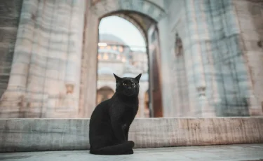 Верить - не верить: какая кошка приносит удачу, а какая - проблемы