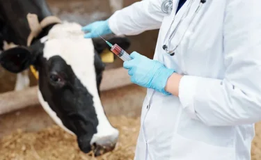 Түркістан облысында ветқызмет басшылары 928 млн теңге жымқырған