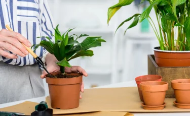 Комнатные растения для начинающих: с чего начать озеленение дома