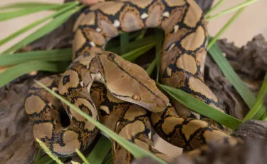 В Атырау конфисковали огромного питона у местной жительницы