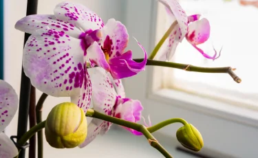 Уход за комнатными орхидеями: как добиться пышного цветения в домашних условиях