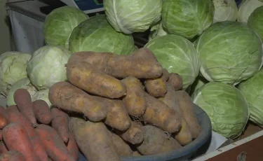 Былтыр ауыл шаруашылығы саласында 250 өндіріс ашылды