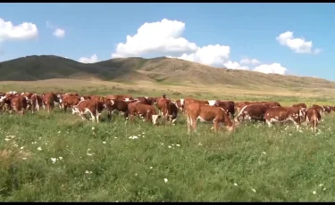 Жамбыл облысында мыңнан аса ветеринар үстемақыны уақытылы ала алмаған