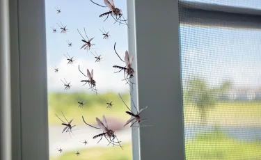 Атырауда масамен күрес жұмысына дрондар тартылады