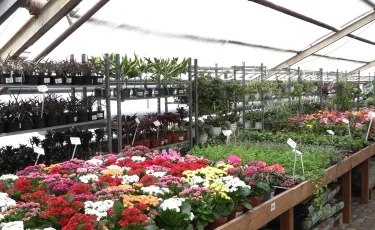 Живой подарок от «Nicole»: комнатные растения становятся популярным выбором к 8 Марта