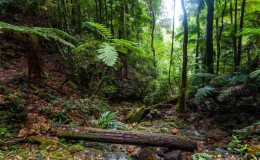 Новая угроза: климат запускает волну тропических инфекций