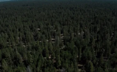 Президент тапсырмасы: бес жылда 18 млн көшет отырғызылды