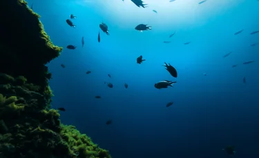 Тайны бездны: какие существа обитают на дне океана в условиях вечной тьмы