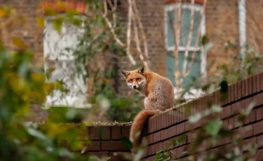Рыжий путешественник: как лис преодолел Атлантику и добрался до Нью‑Йорка