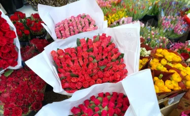 Тюльпаны made in KZ: страна усиливает позиции на цветочном рынке